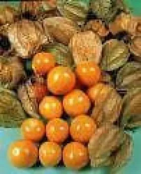 Cape Gooseberry Physalis edulis Seeds